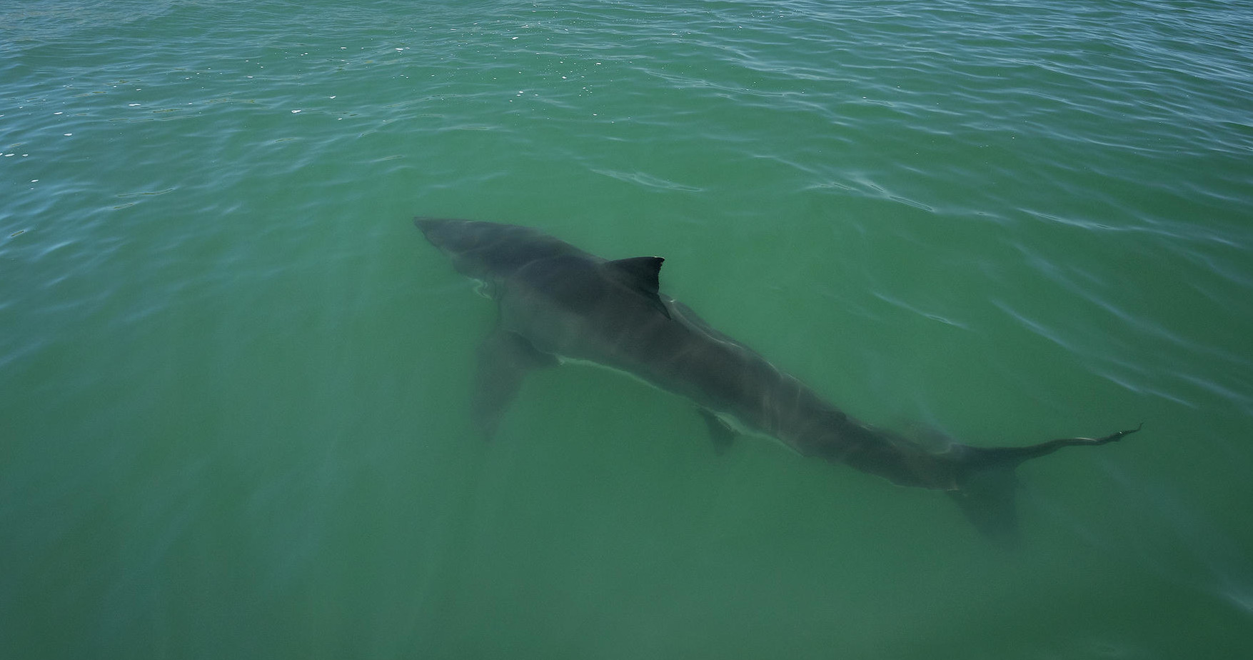 Marine Life & Great White Shark Tour