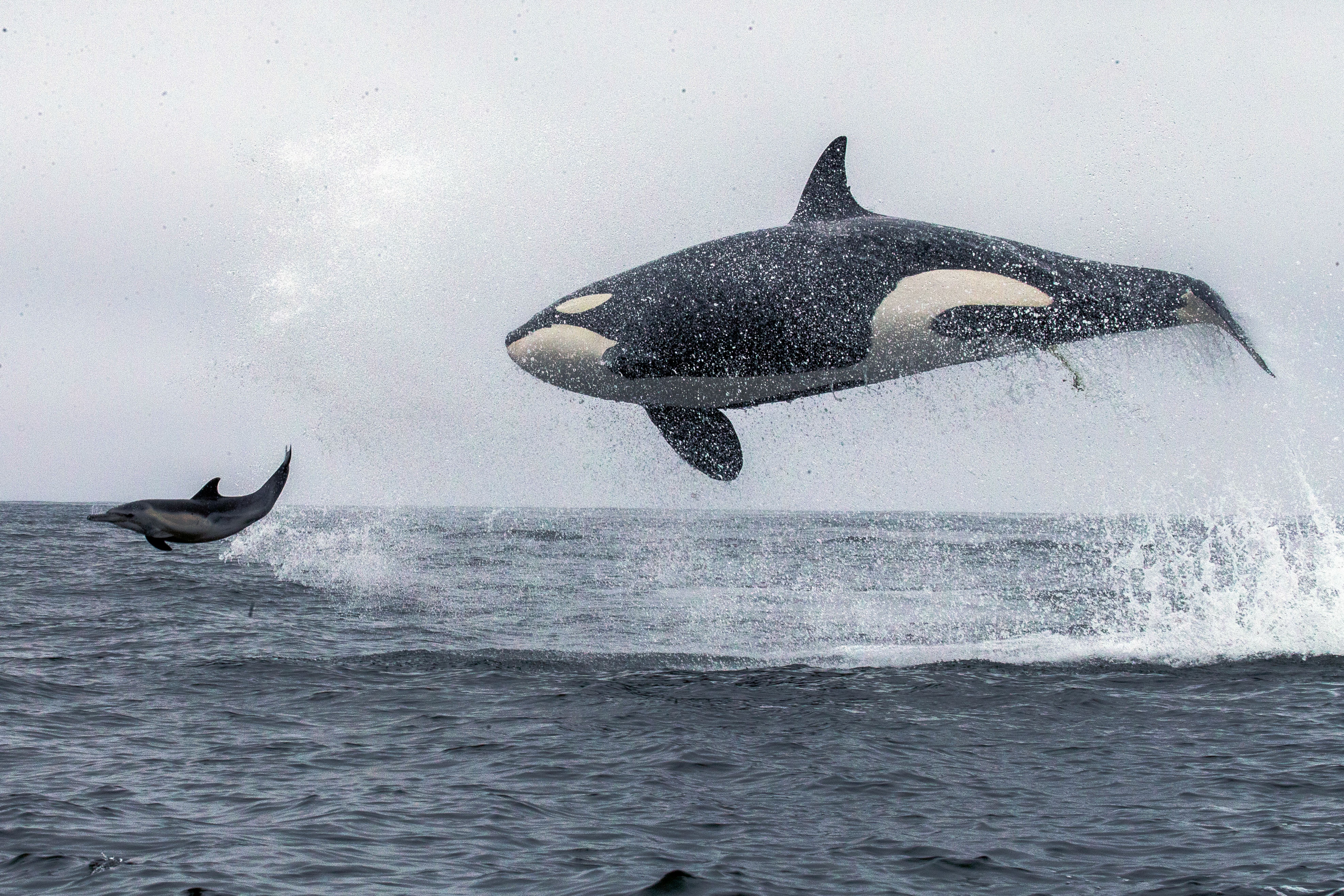 Humpback whale breaching on Monterey Bay