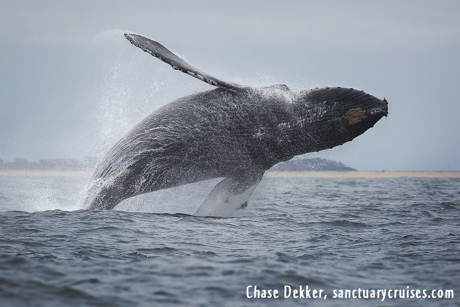 Humpback whale breaching on Monterey Bay