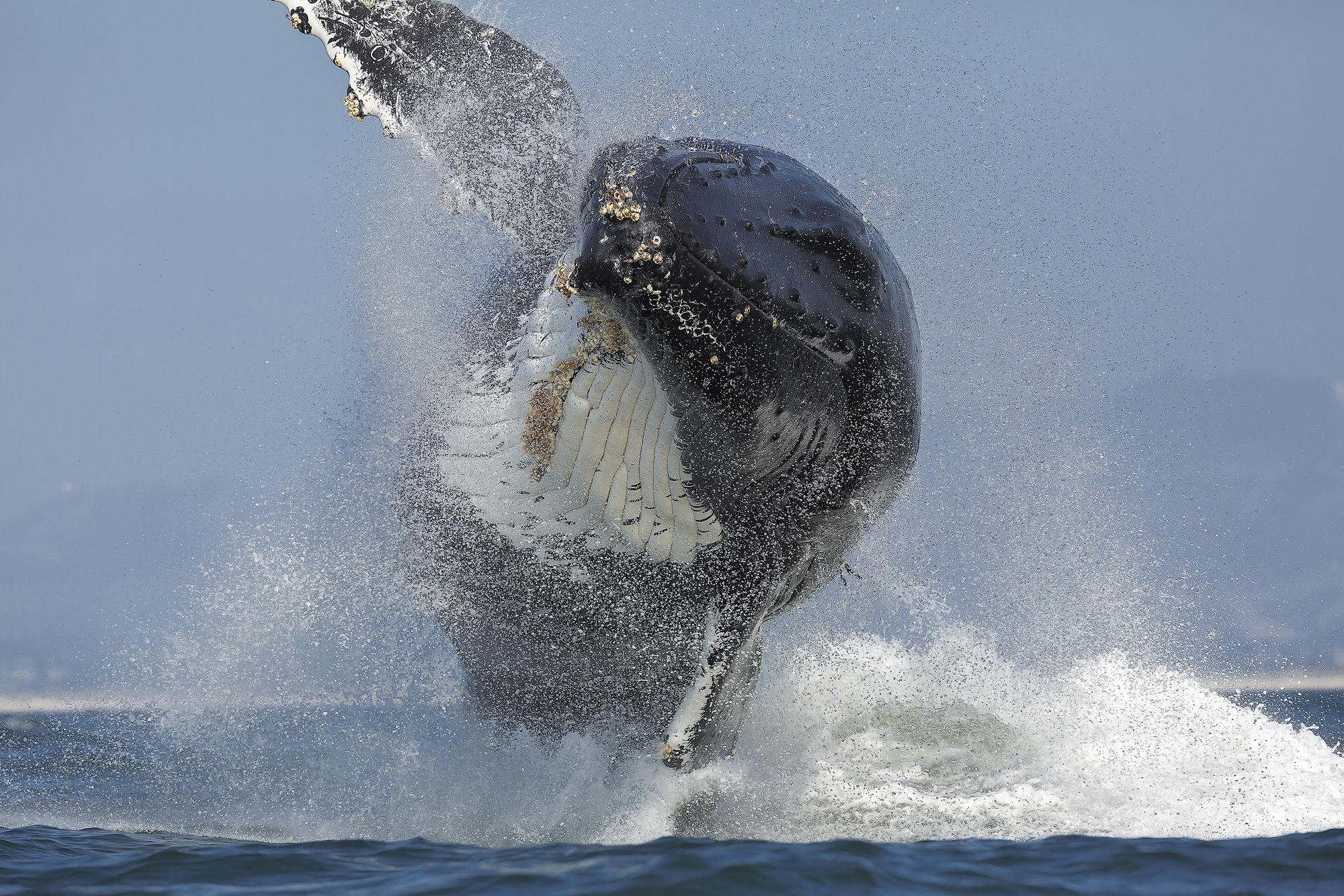 Whale Watching on Monterey Bay